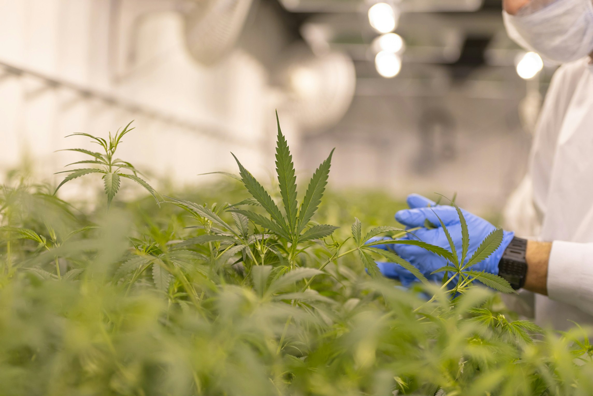 irradiated medical cannabis for medical cannabis treatment