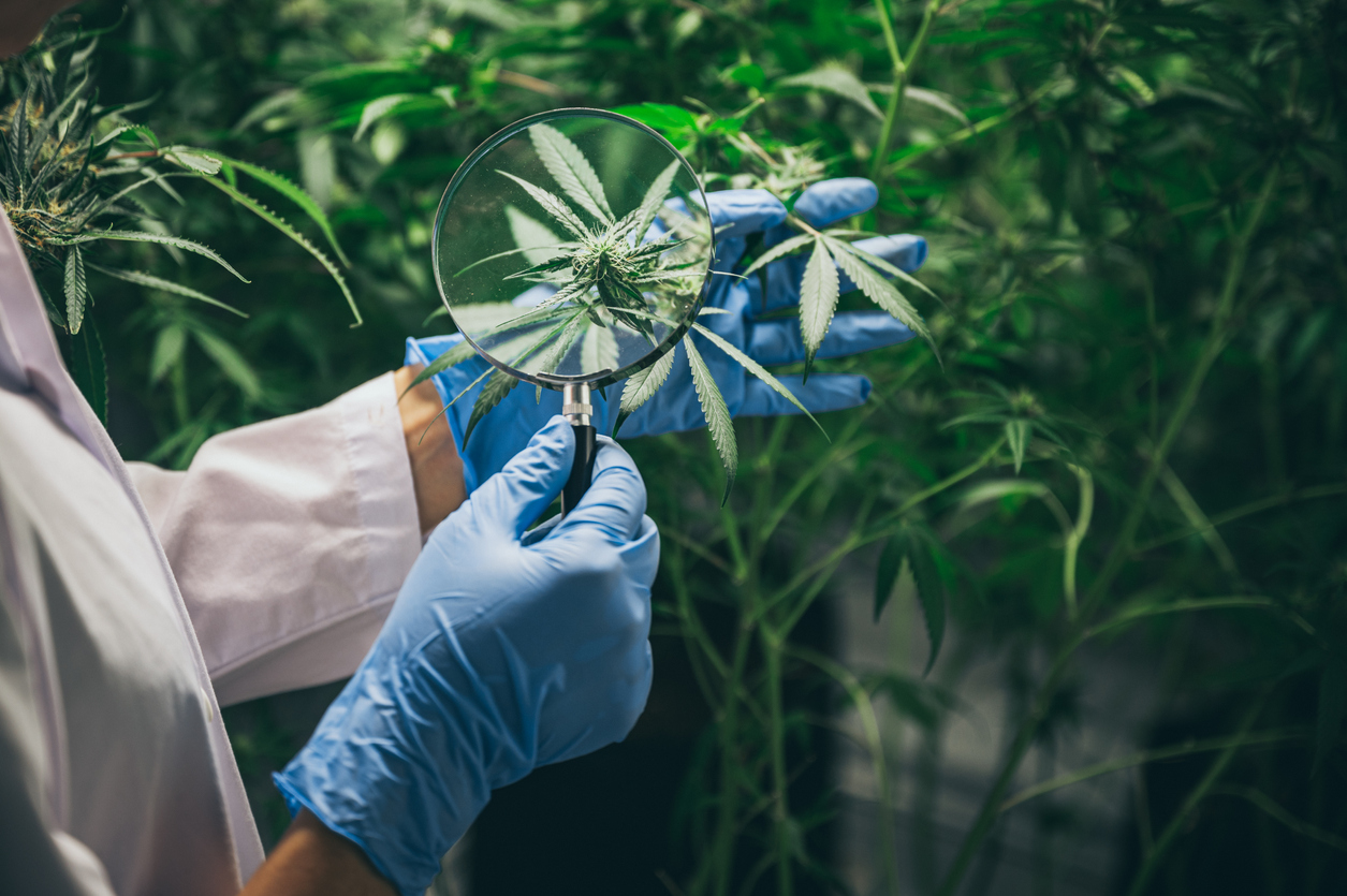 Medical cannabis UK