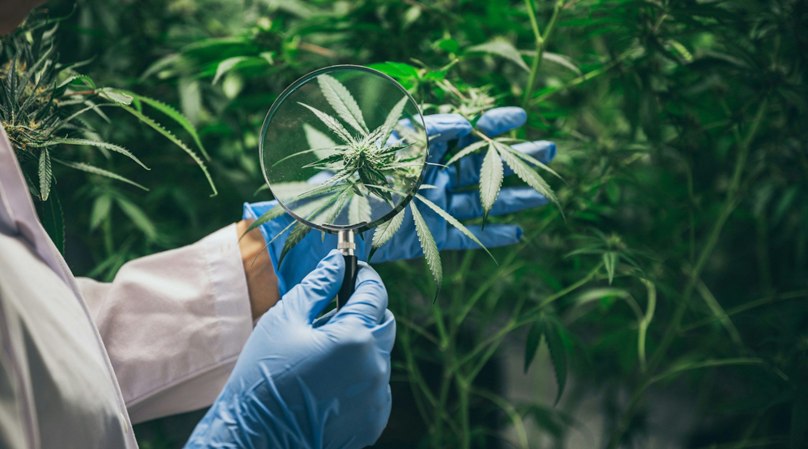 medical cannabis uk medical cannabis uk