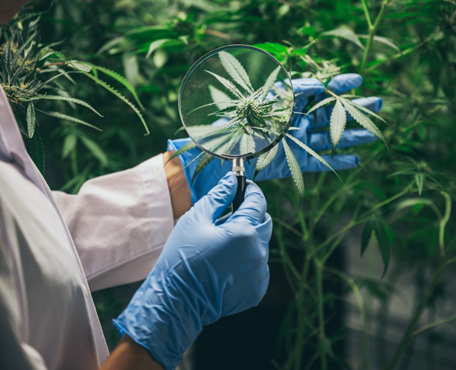 Contorted Marijuana Medical Cannabis Legality | Releaf UK