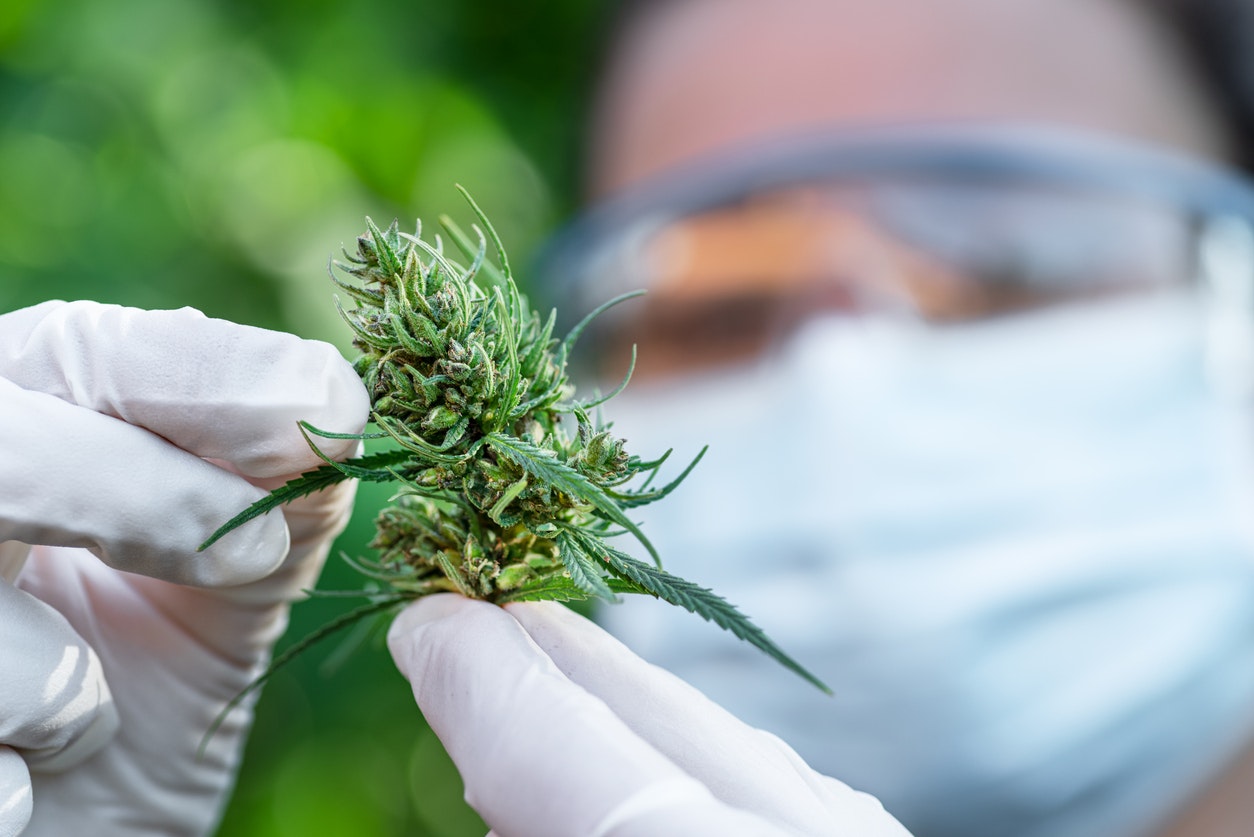 What do these findings mean for the UK medical cannabis industry?