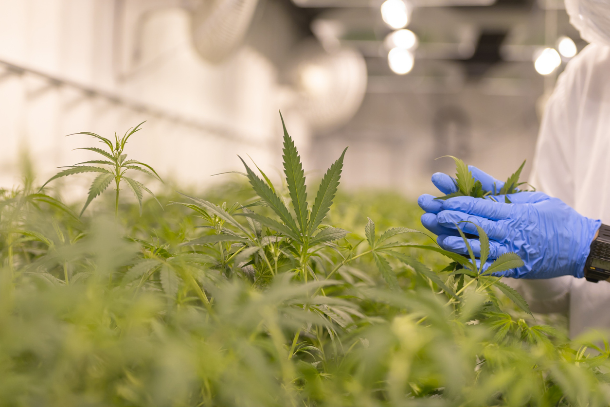 Medical Cannabis in Ukraine 