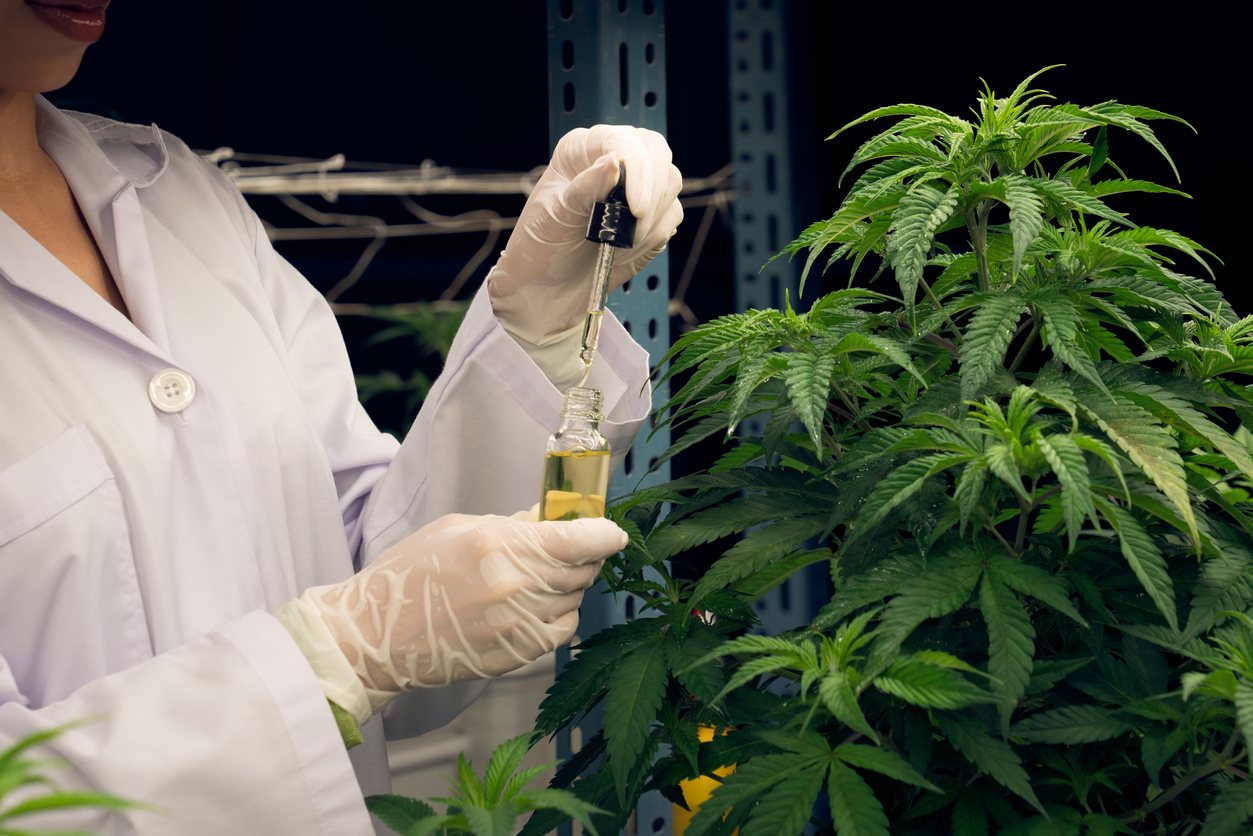 What is medical cannabis?