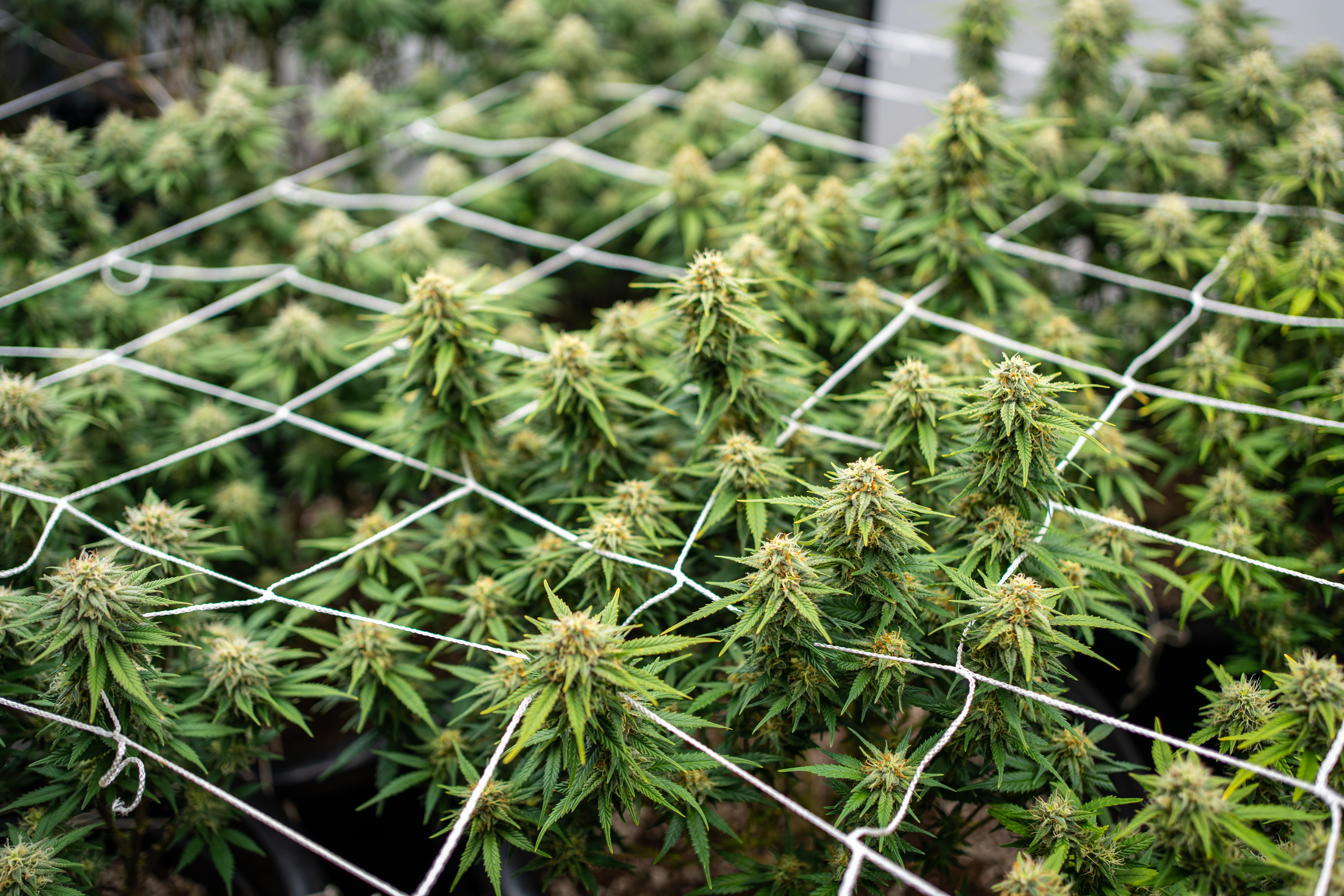 can you legally grow medical cannabis in the UK?