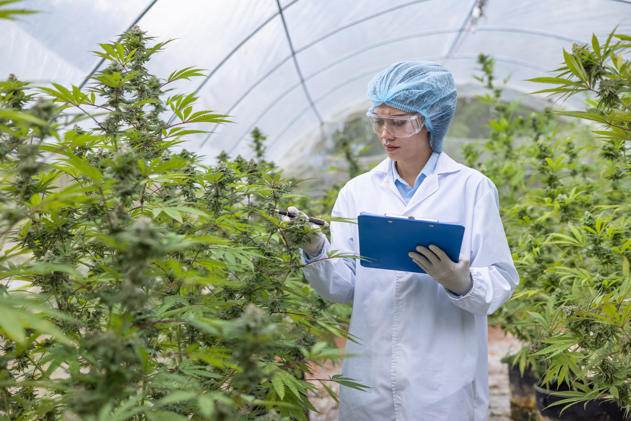 Analysing the UK's position in the global cannabis market