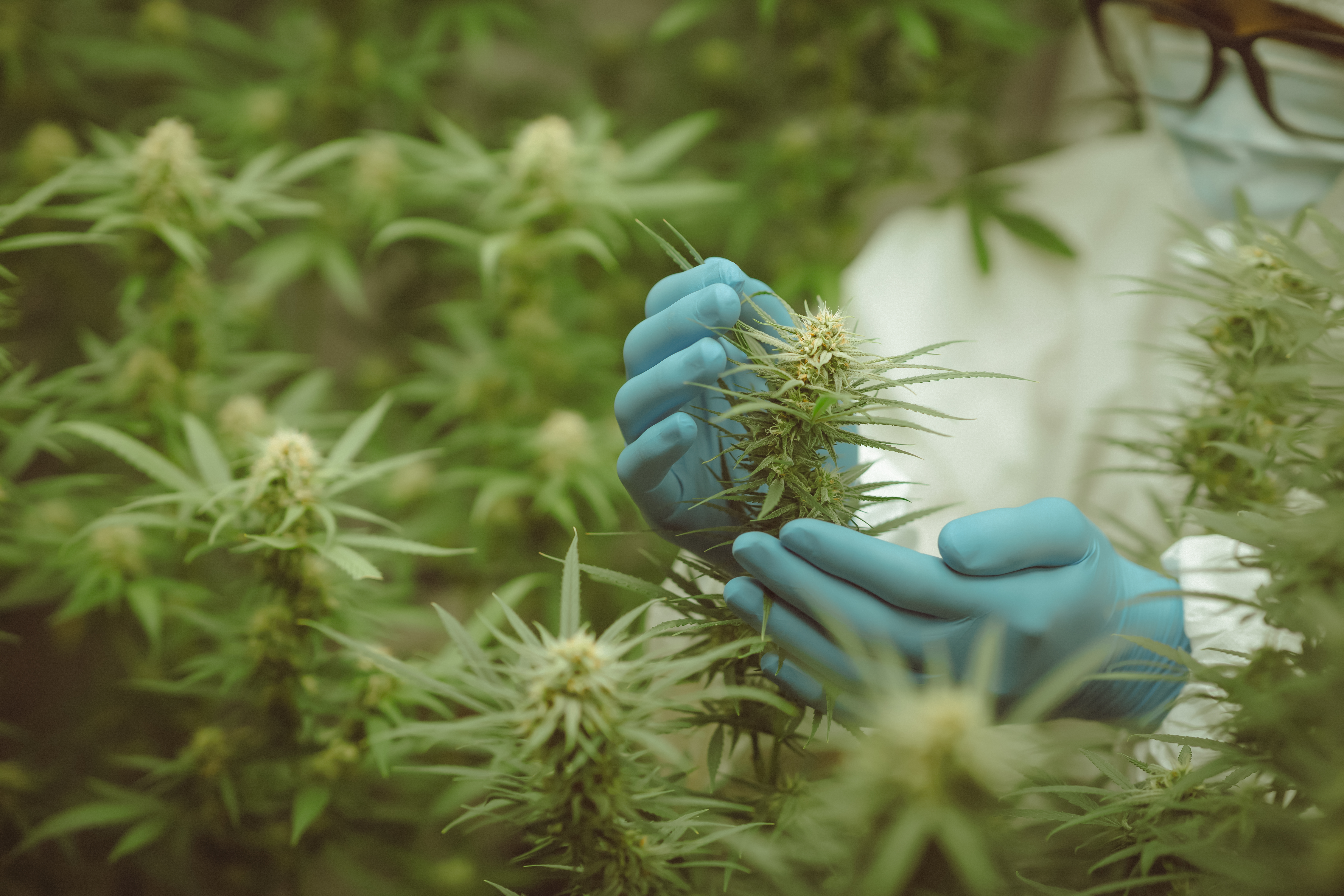  UK's medical cannabis sector