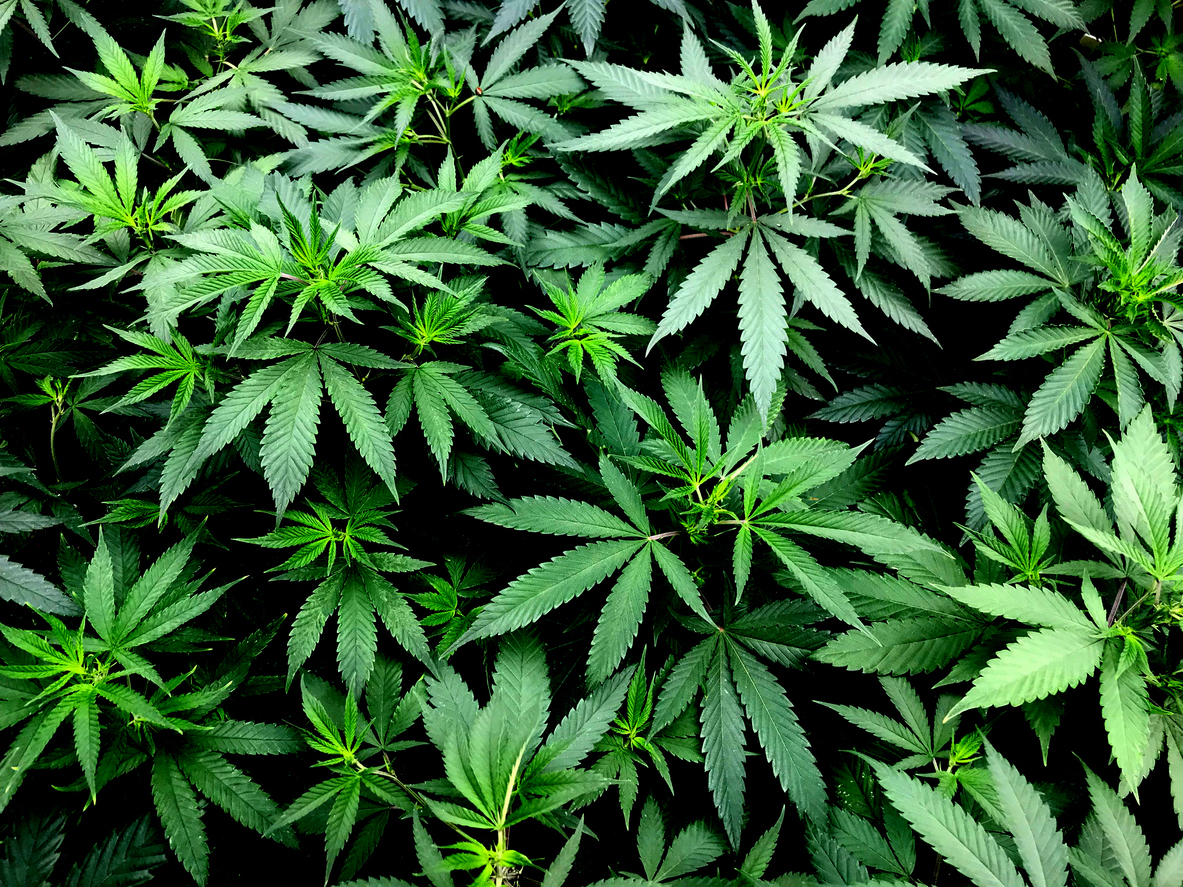 The impact of hemp prohibition
