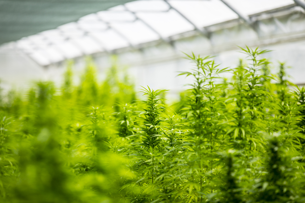 Weed cannabis