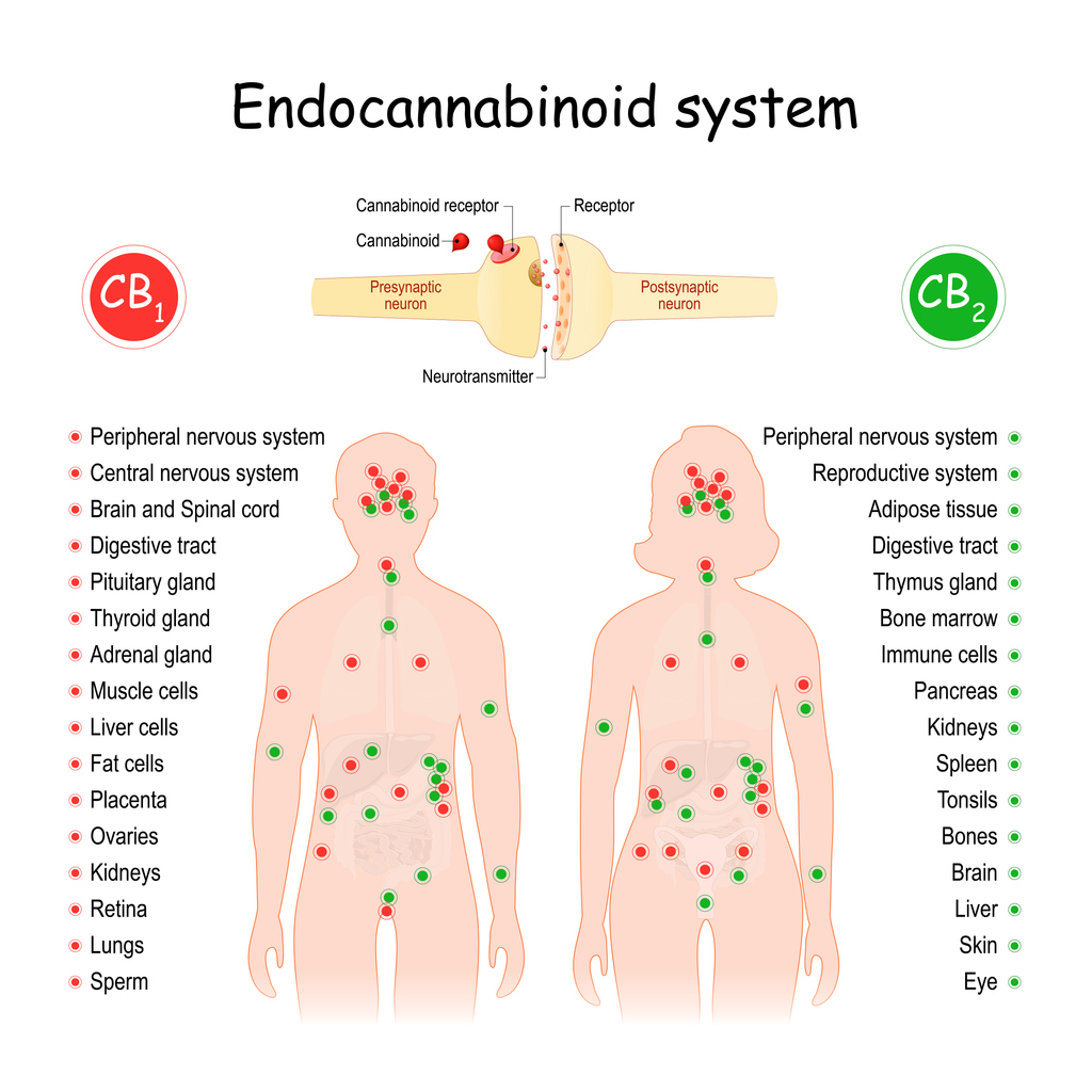 The role of the endocannabinoid system in managing epilepsy