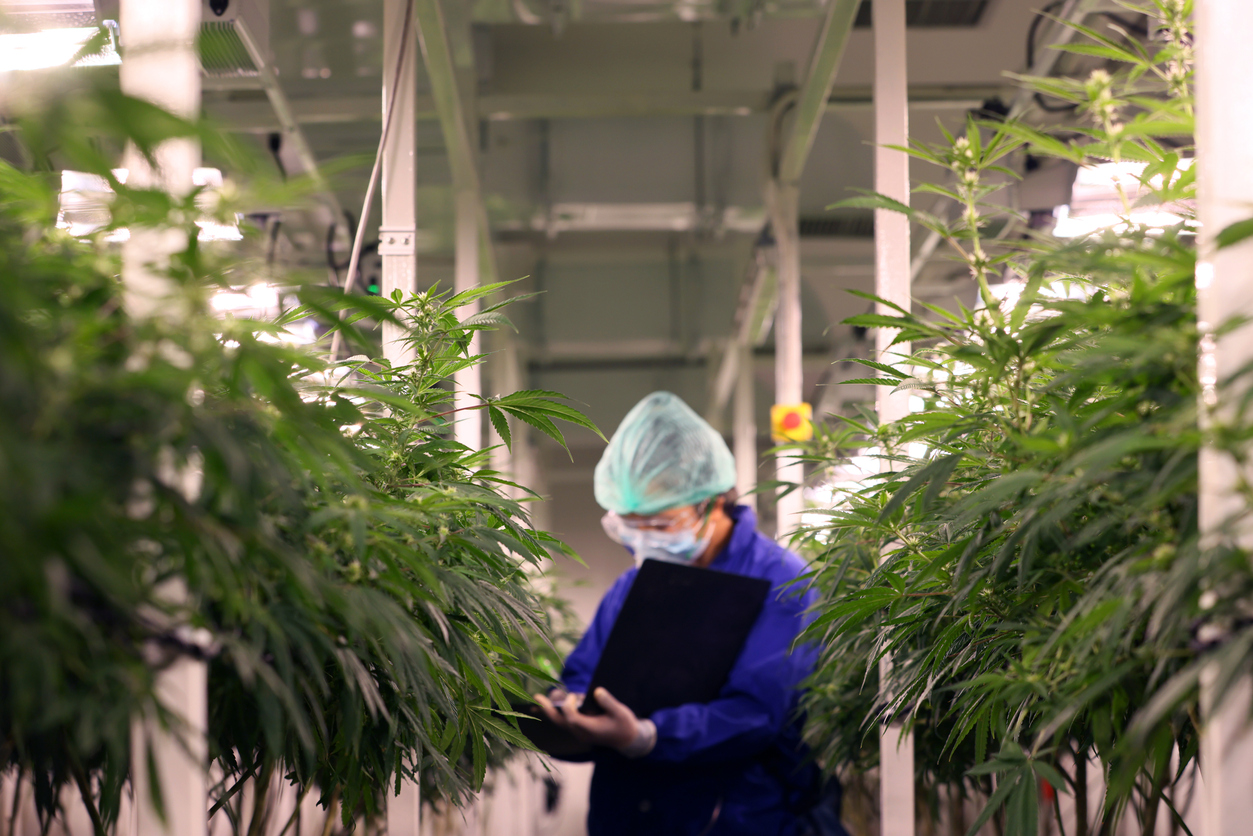 Cannabis and its properties
