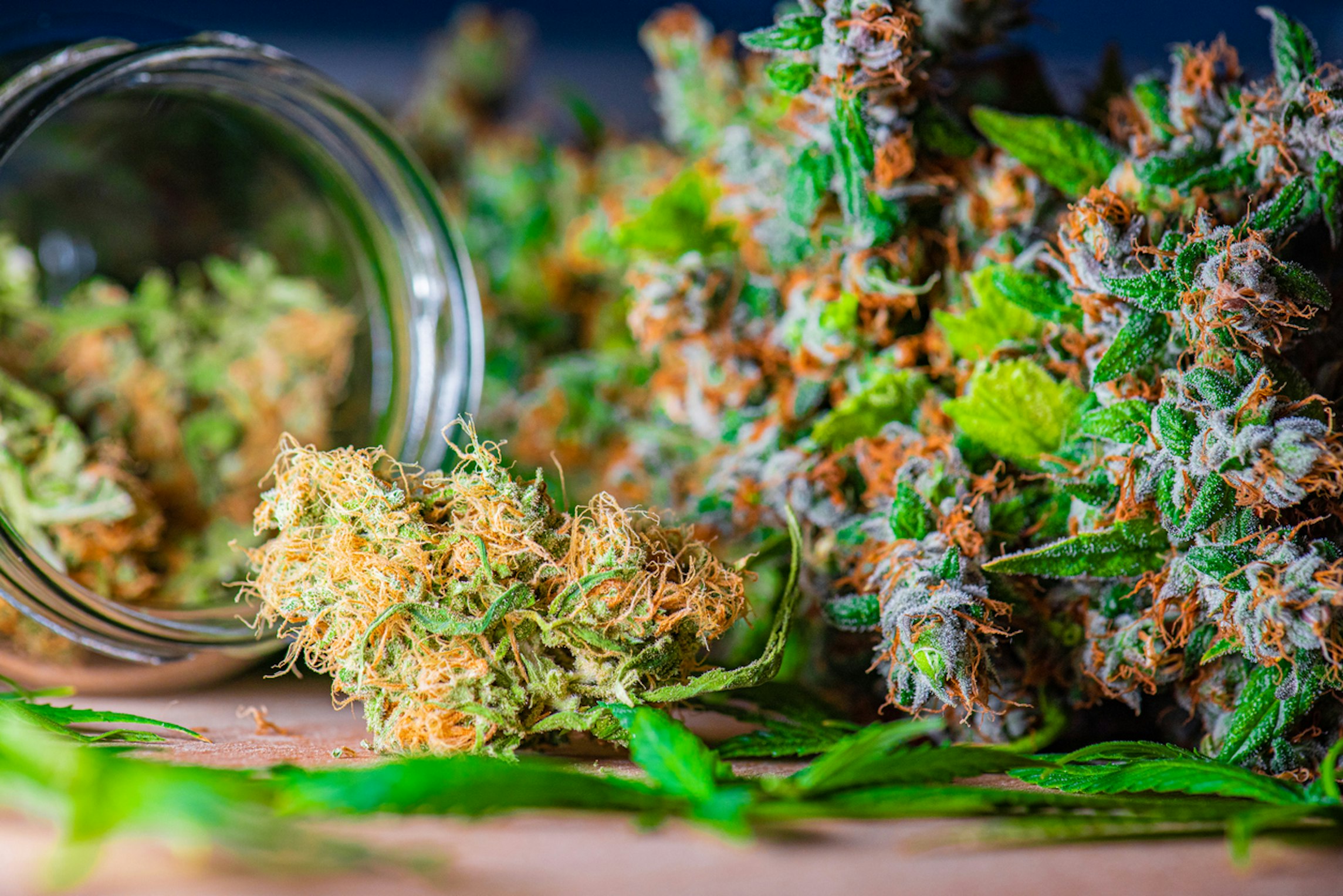 Doctor holding a bottle of medical cannabis for medical cannabis treatment