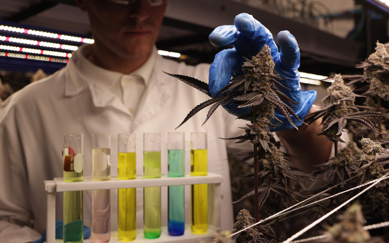 So, what is the entourage effect, and does it matter?