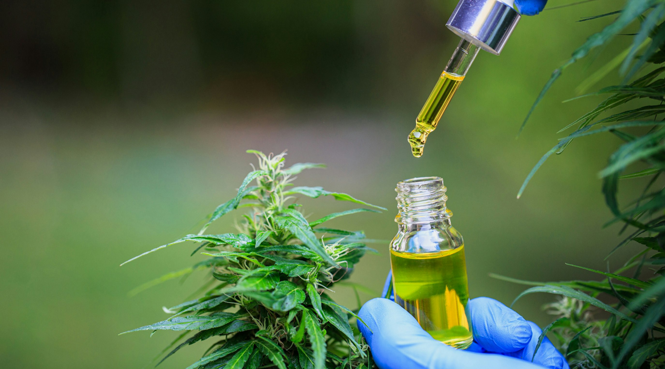 What is prescribed cannabis oil What is prescribed cannabis oil