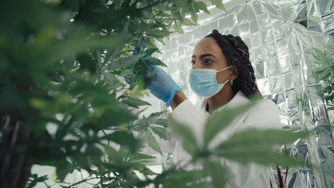 Cannabis research in context