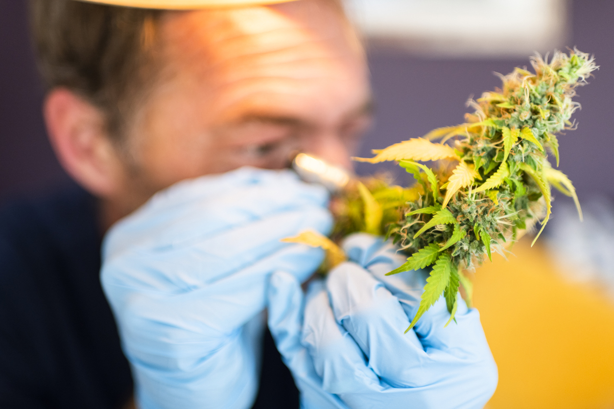 How does medical cannabis work?