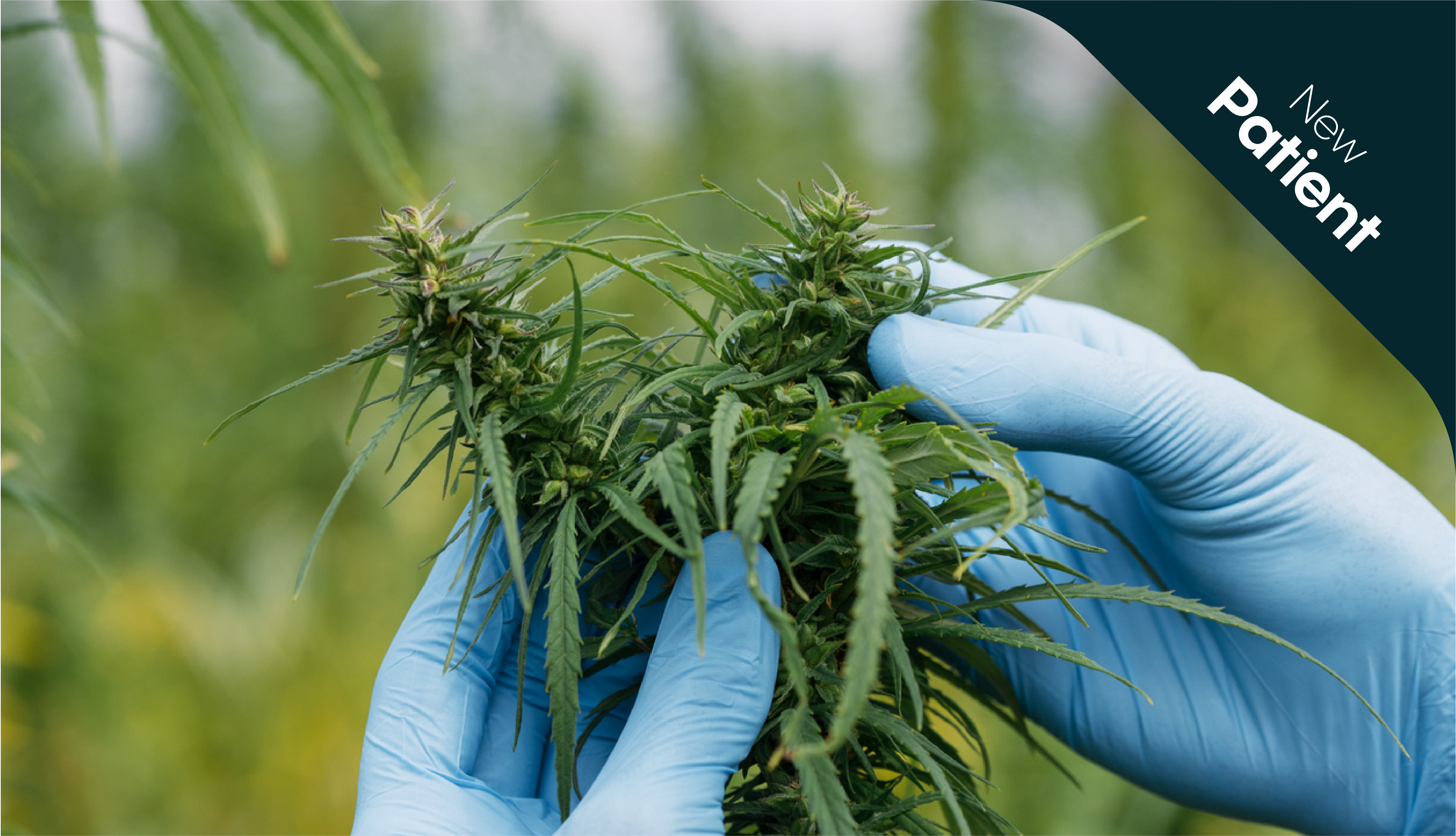 How does medical cannabis affect the body