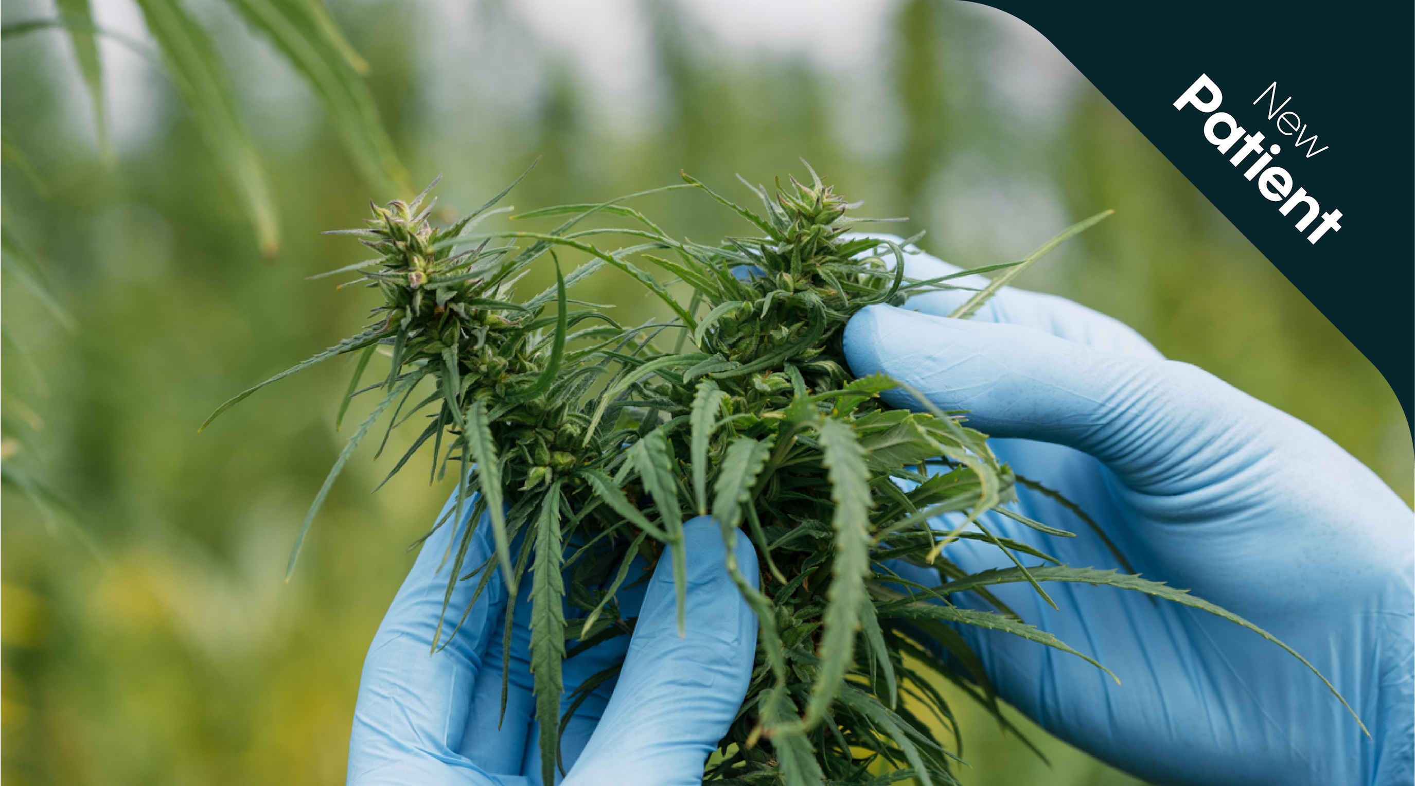 How does medical cannabis affect the body How does medical cannabis affect the body