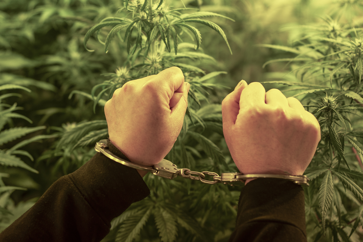 Cannabis arrests and convictions in the UK