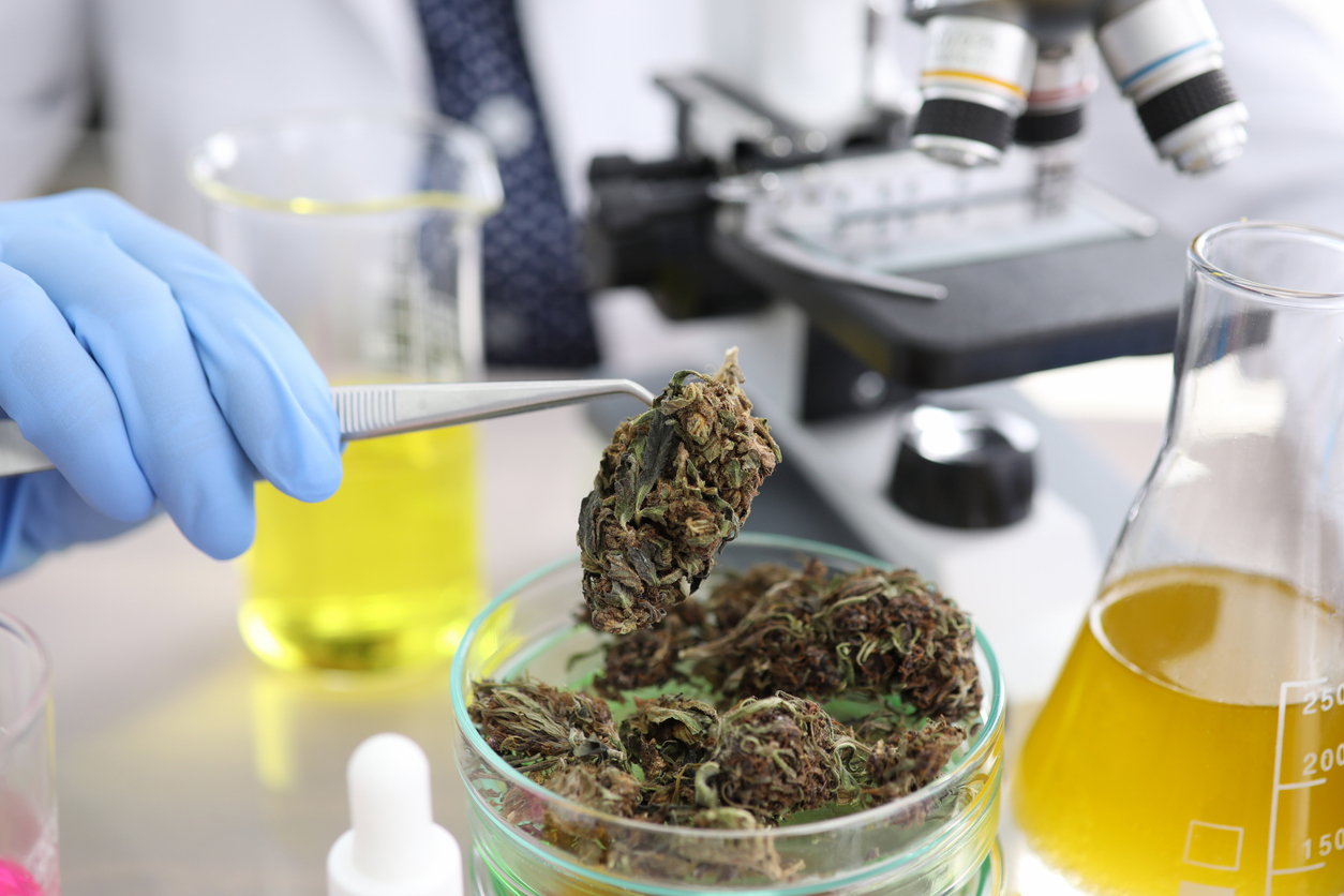 Unravelling the benefits of cannabis medicine for elderly patients