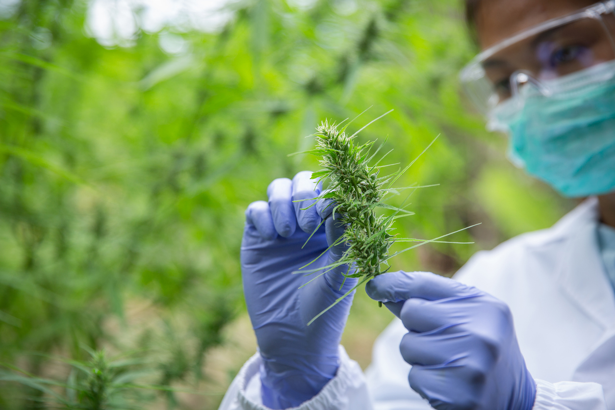 What the research says about cannabis treatment for elderly patients
