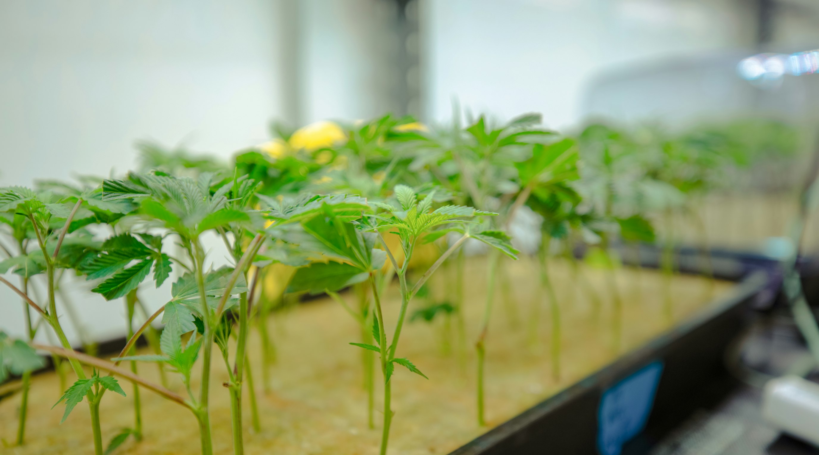 Cannabis statistics UK: key facts and figures Cannabis statistics UK: key facts and figures