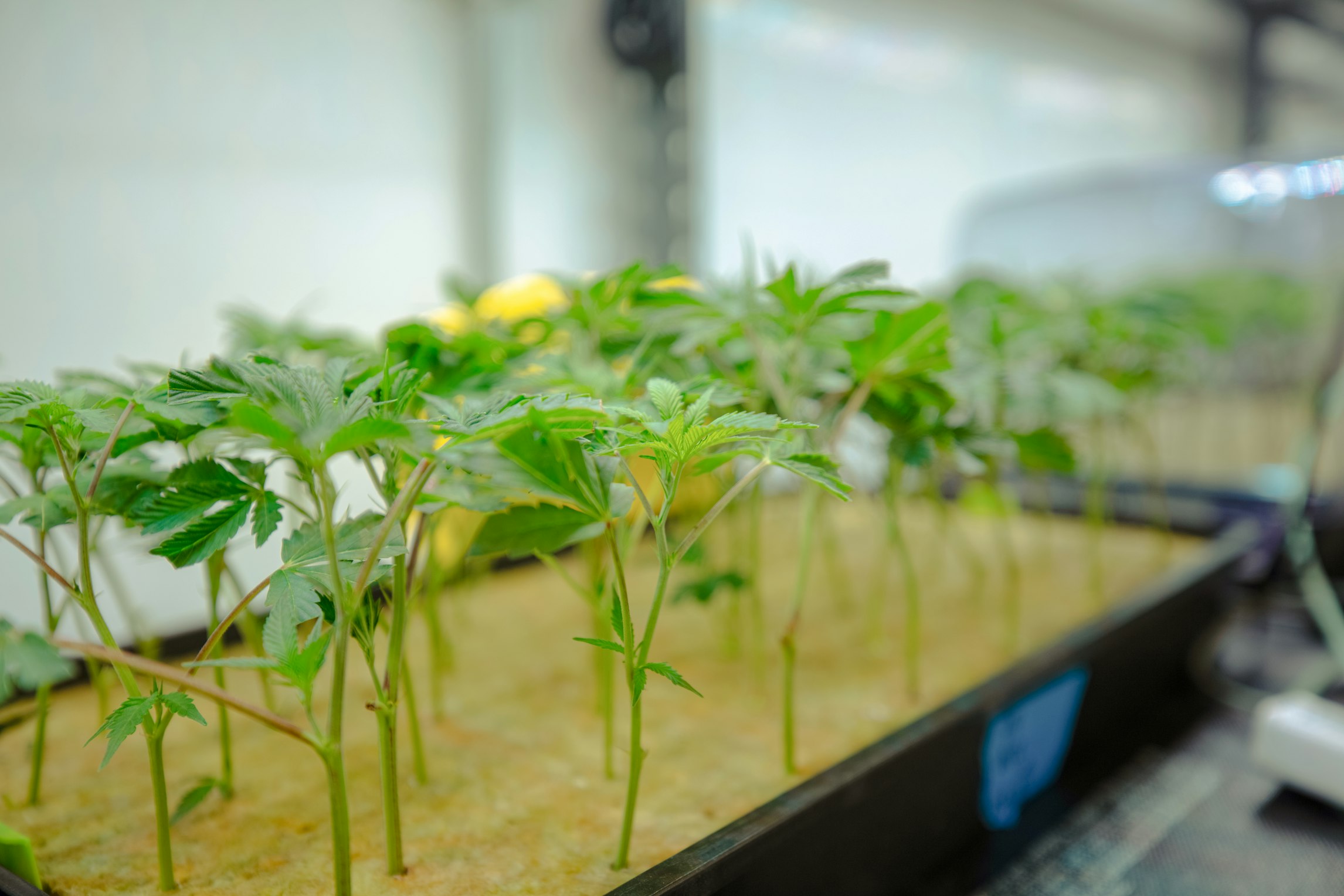 Key cannabis statistics, facts, and figures in the UK
