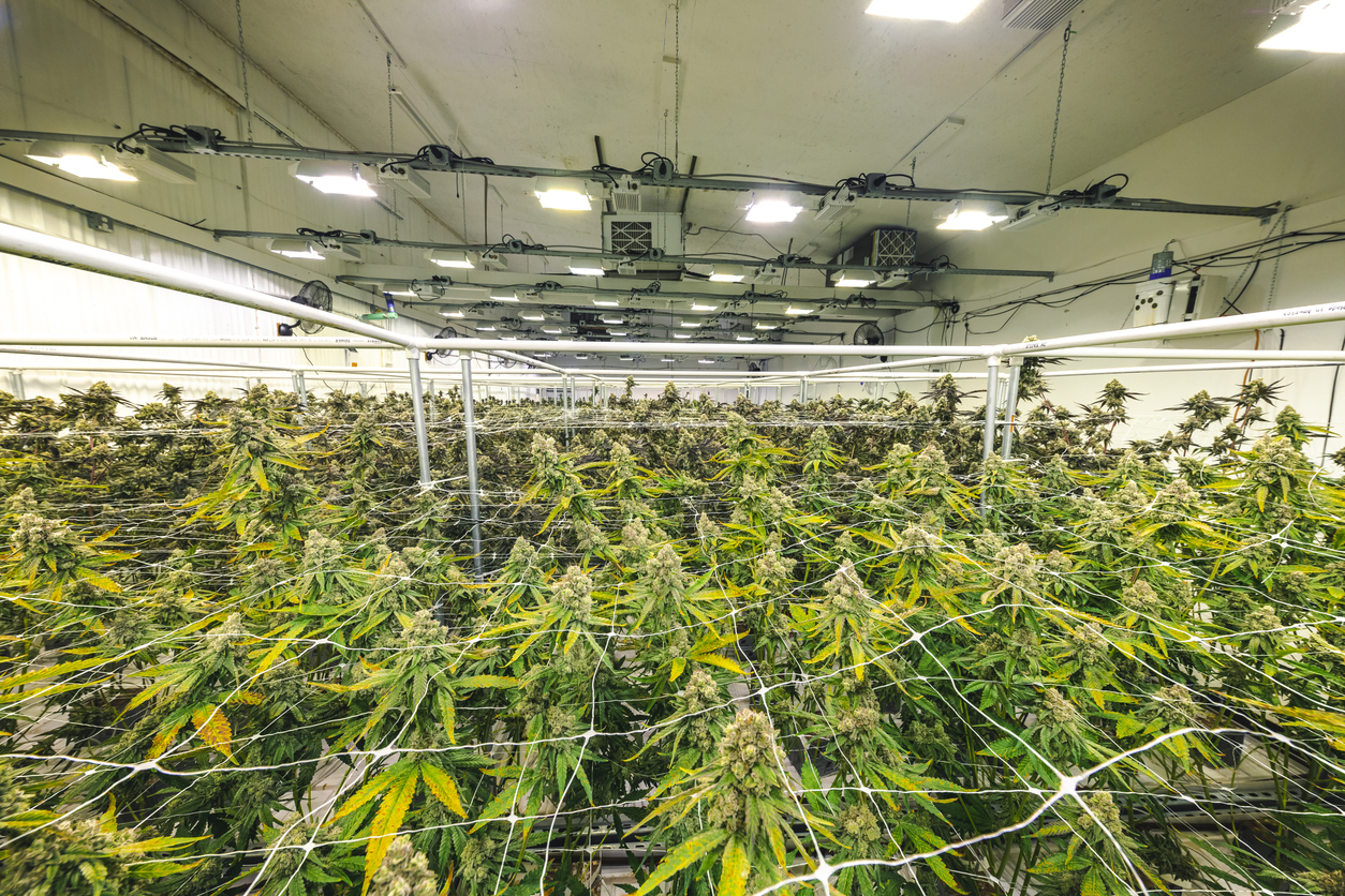 Total Market Size of the CBD Industry in the UK