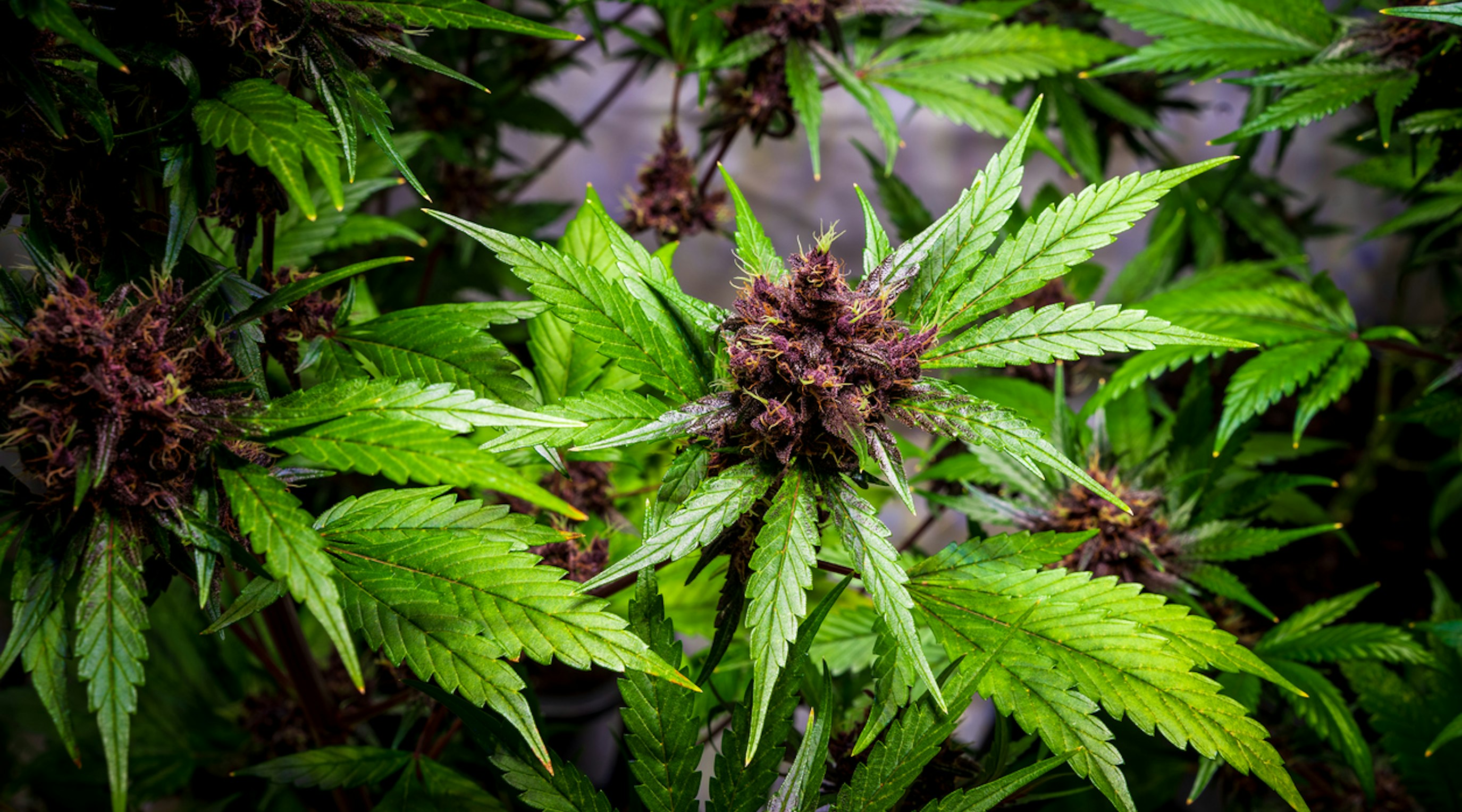 sativa vs indica sativa vs indica