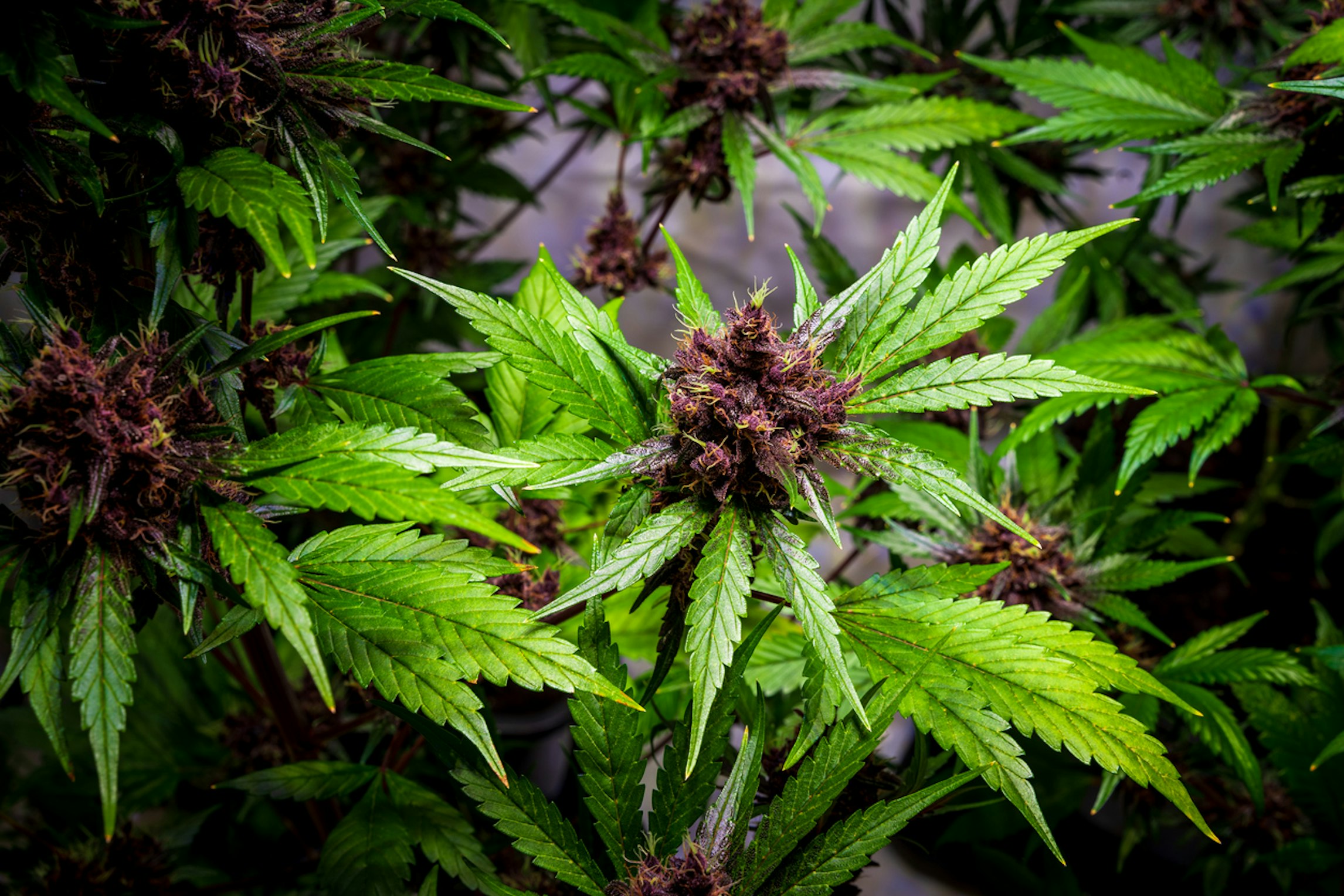 sativa vs indica