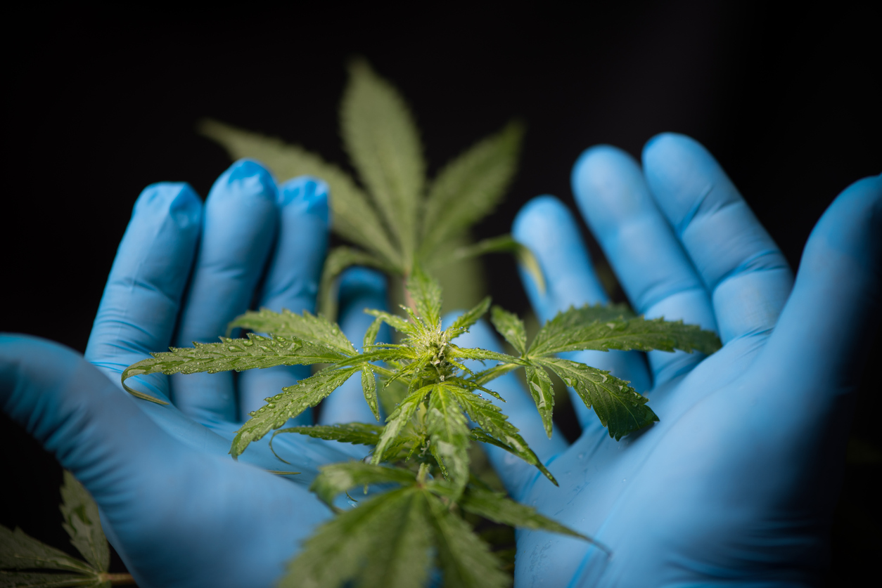 What is medical cannabis