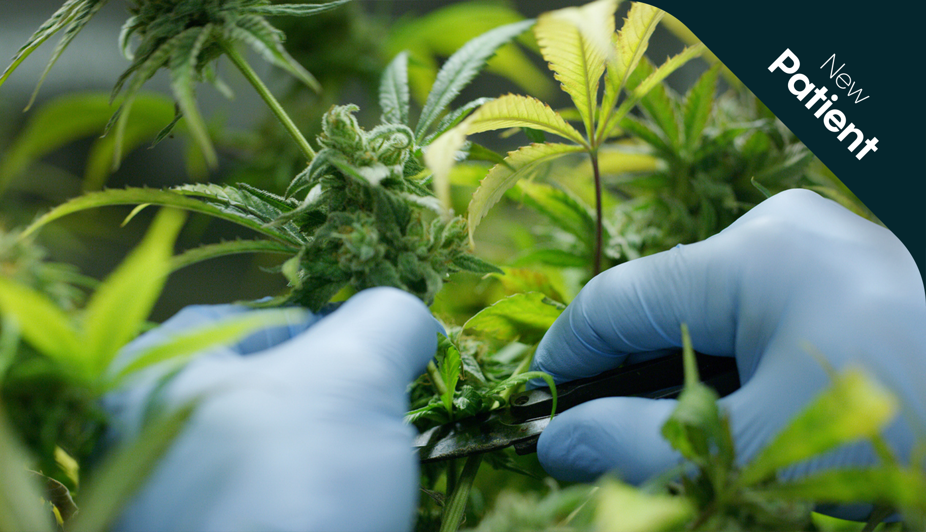 What is the difference between medical cannabis and recreational weed