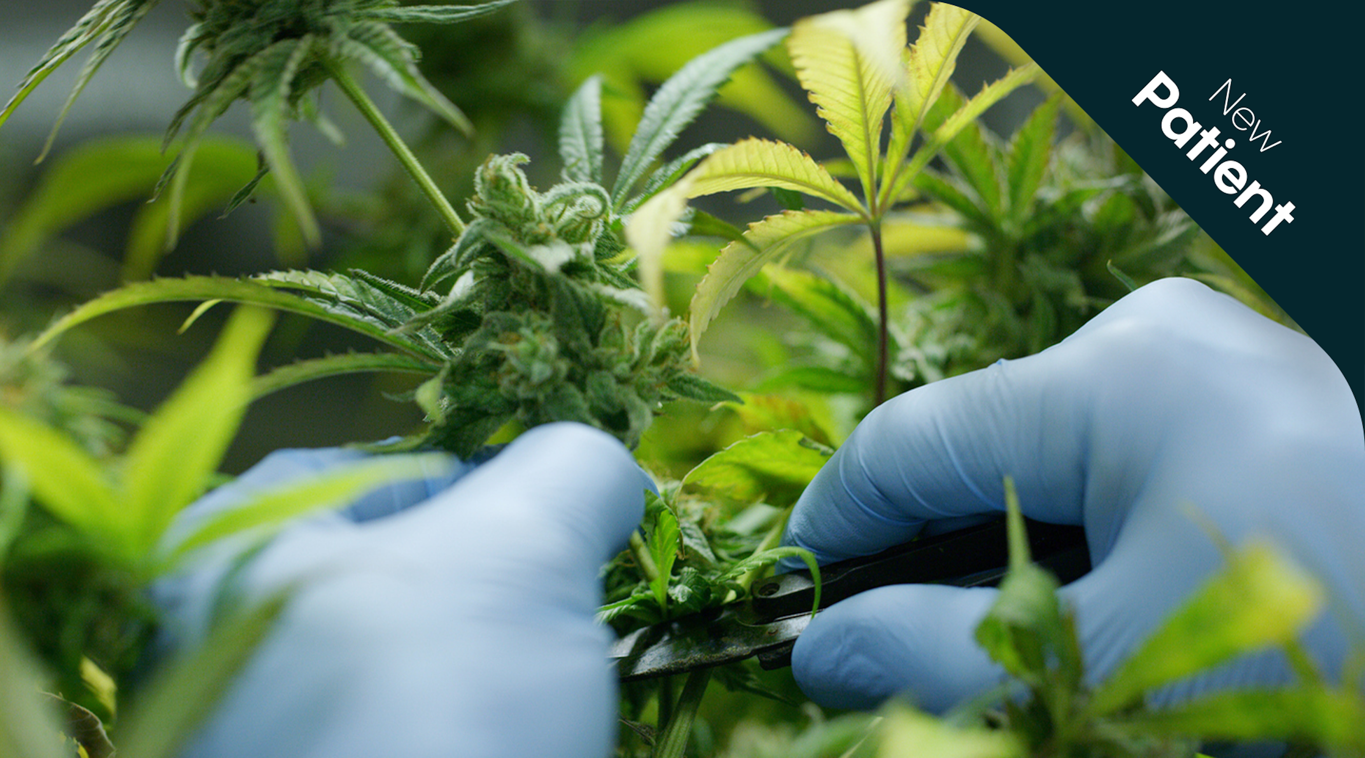 What is the difference between medical cannabis and recreational weed What is the difference between medical cannabis and recreational weed