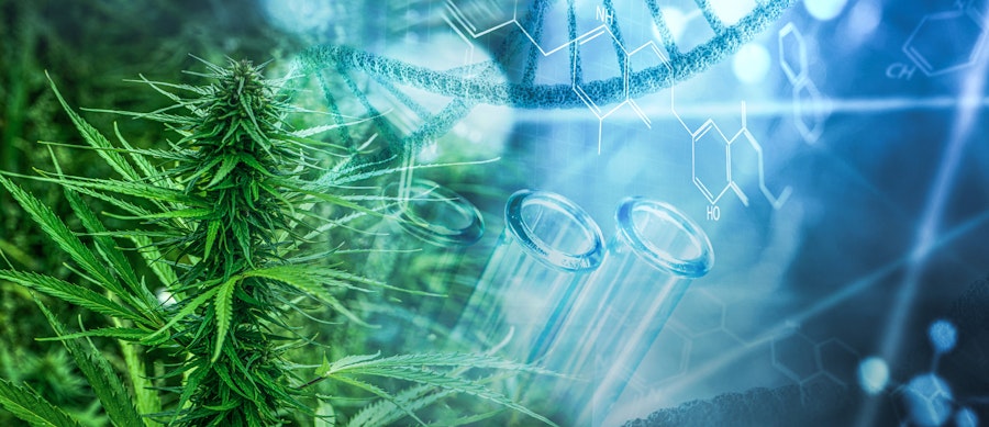 The World Health Organisation's involvement in medical cannabis