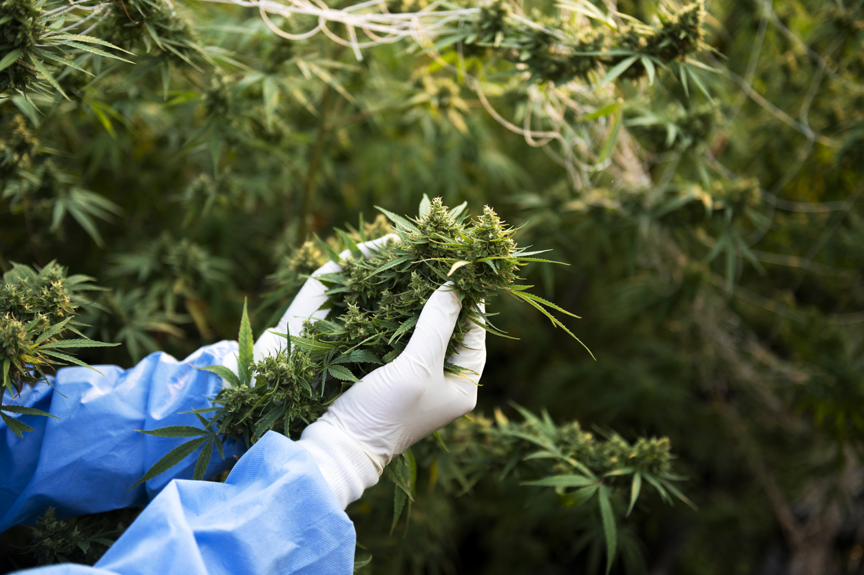 Irradiated and non-irradiated medical cannabis