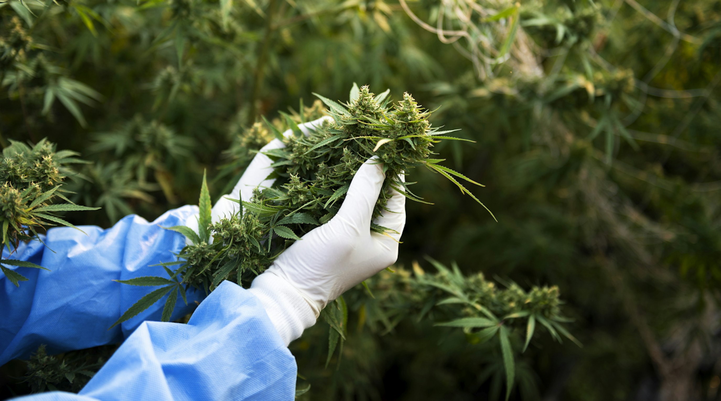 Irradiated and non-irradiated medical cannabis Irradiated and non-irradiated medical cannabis