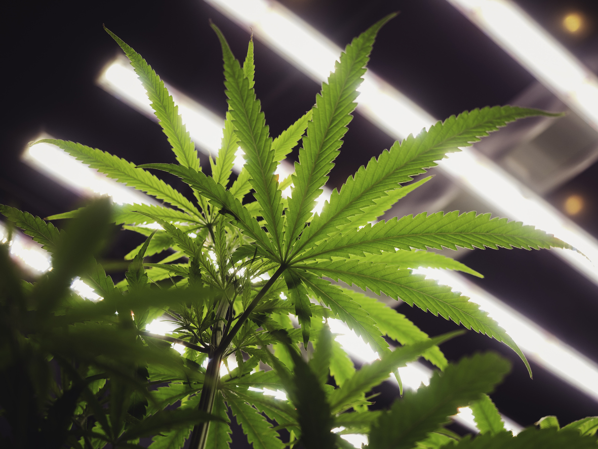 What are the different types of medical cannabis irradiation