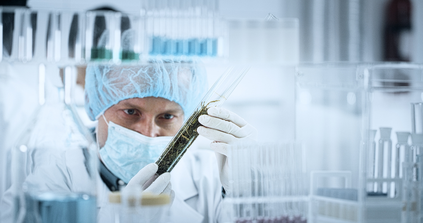 What is non-irradiated medical cannabis
