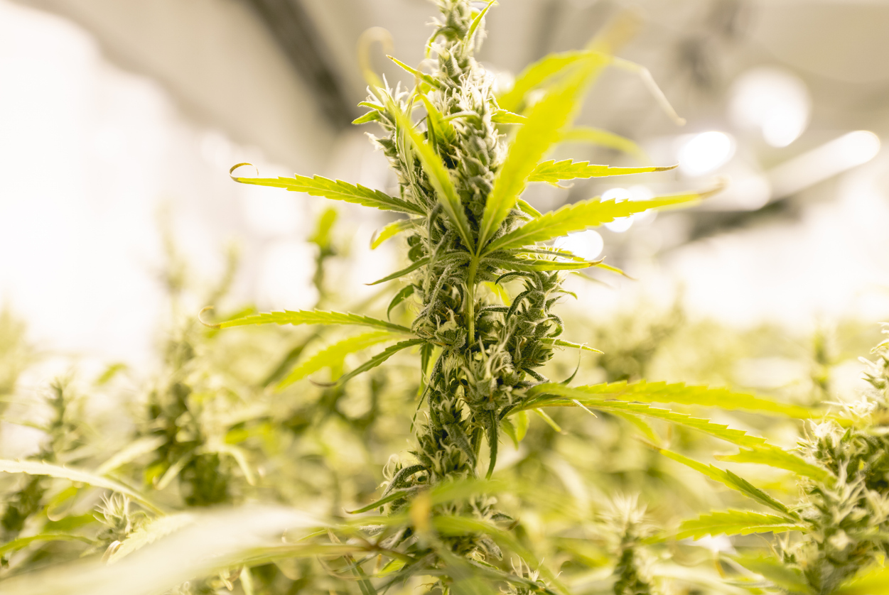 Advantages of non-irradiated medical cannabis 