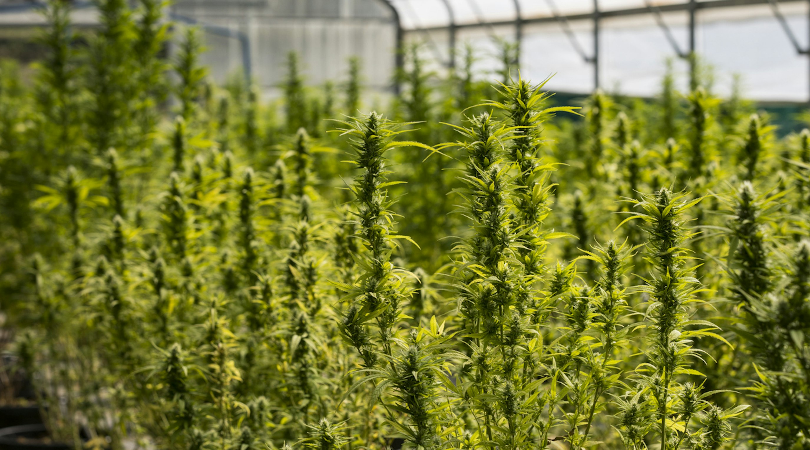 Eco-friendly aspects of the medical cannabis industry Eco-friendly aspects of the medical cannabis industry