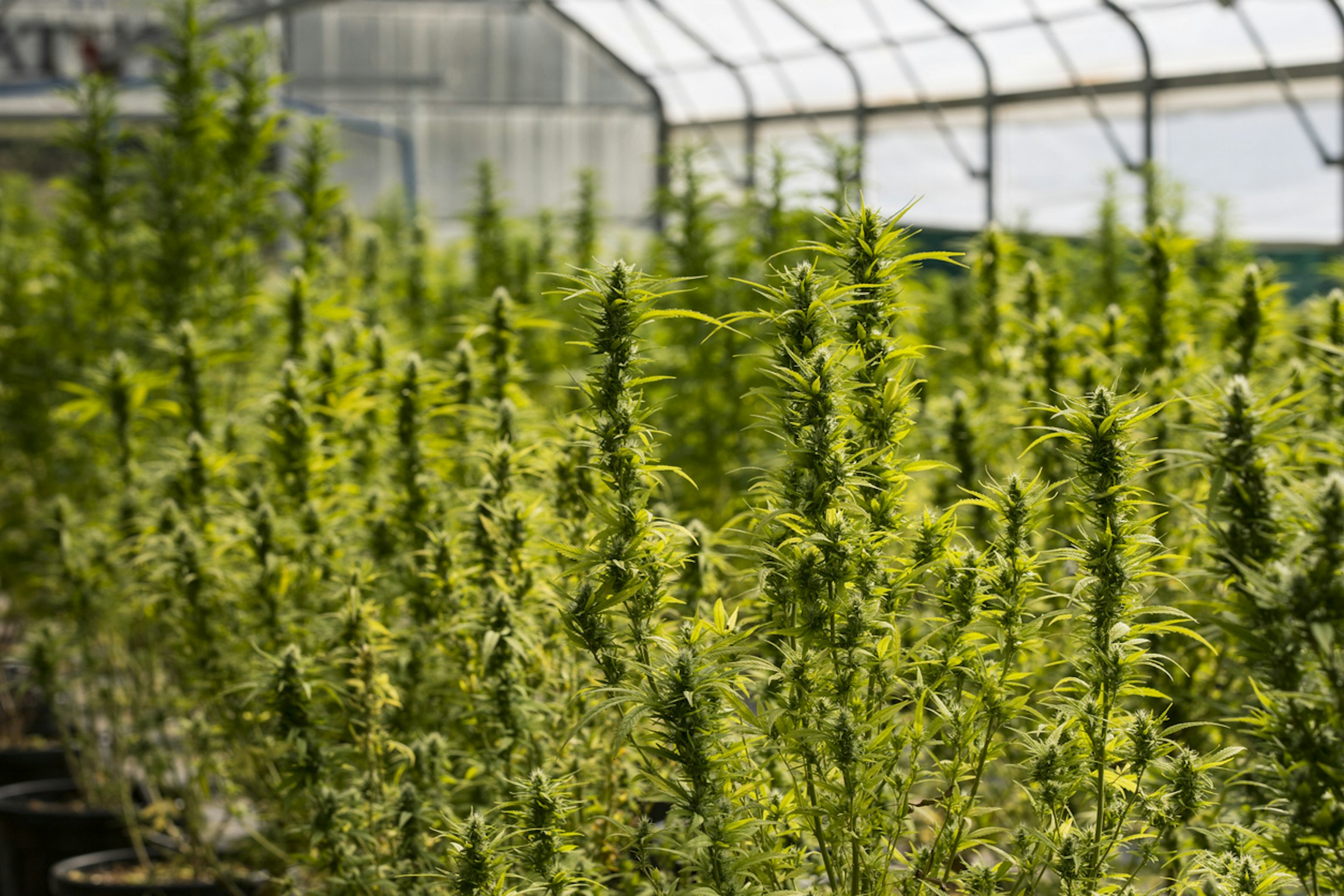 Eco-friendly aspects of the medical cannabis industry