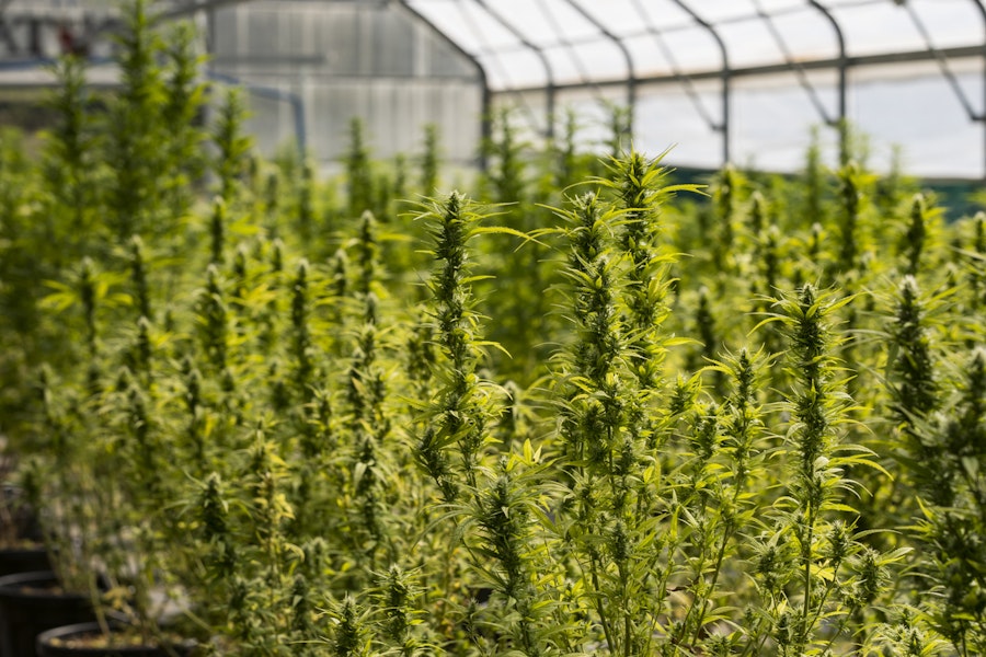Eco-friendly aspects of the medical cannabis industry