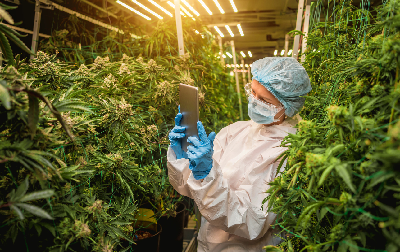 Eco-friendly cannabis cultivation practices 