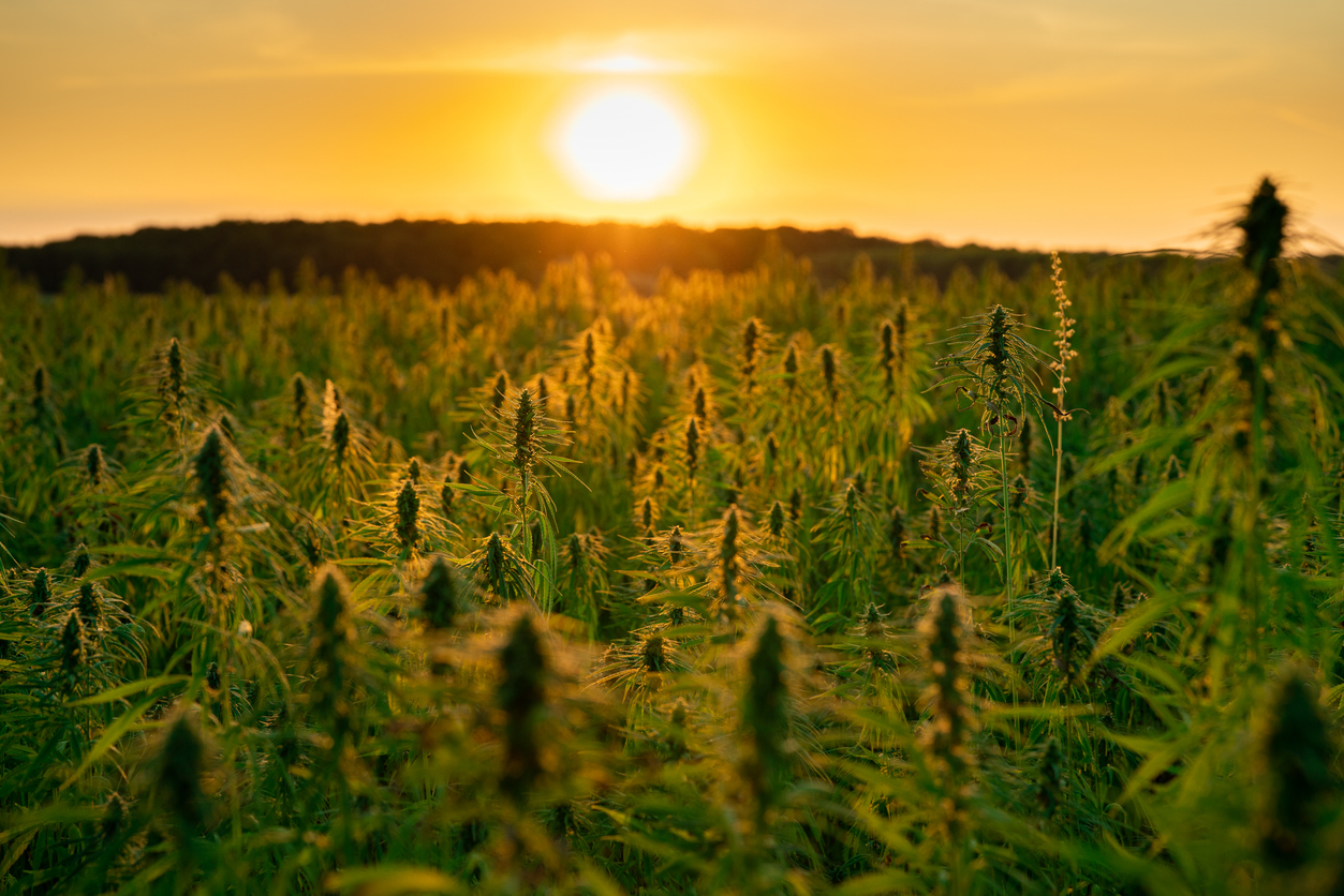 Could cannabis help tackle climate change 