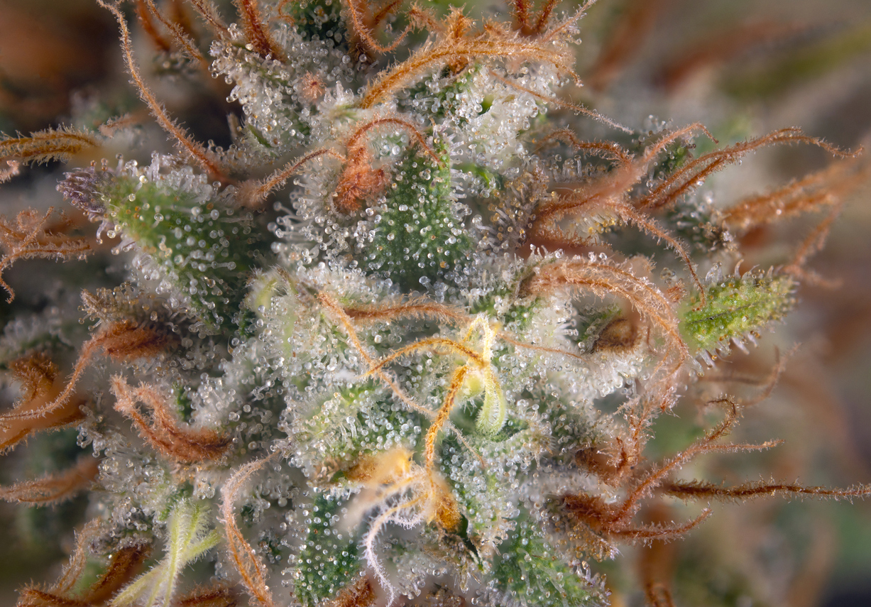 Alternative terpene options for anxiety reduction