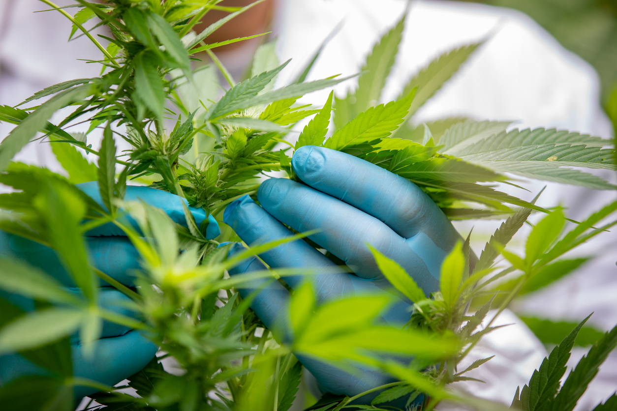 Further research studies on cannabinoids and bone regeneration