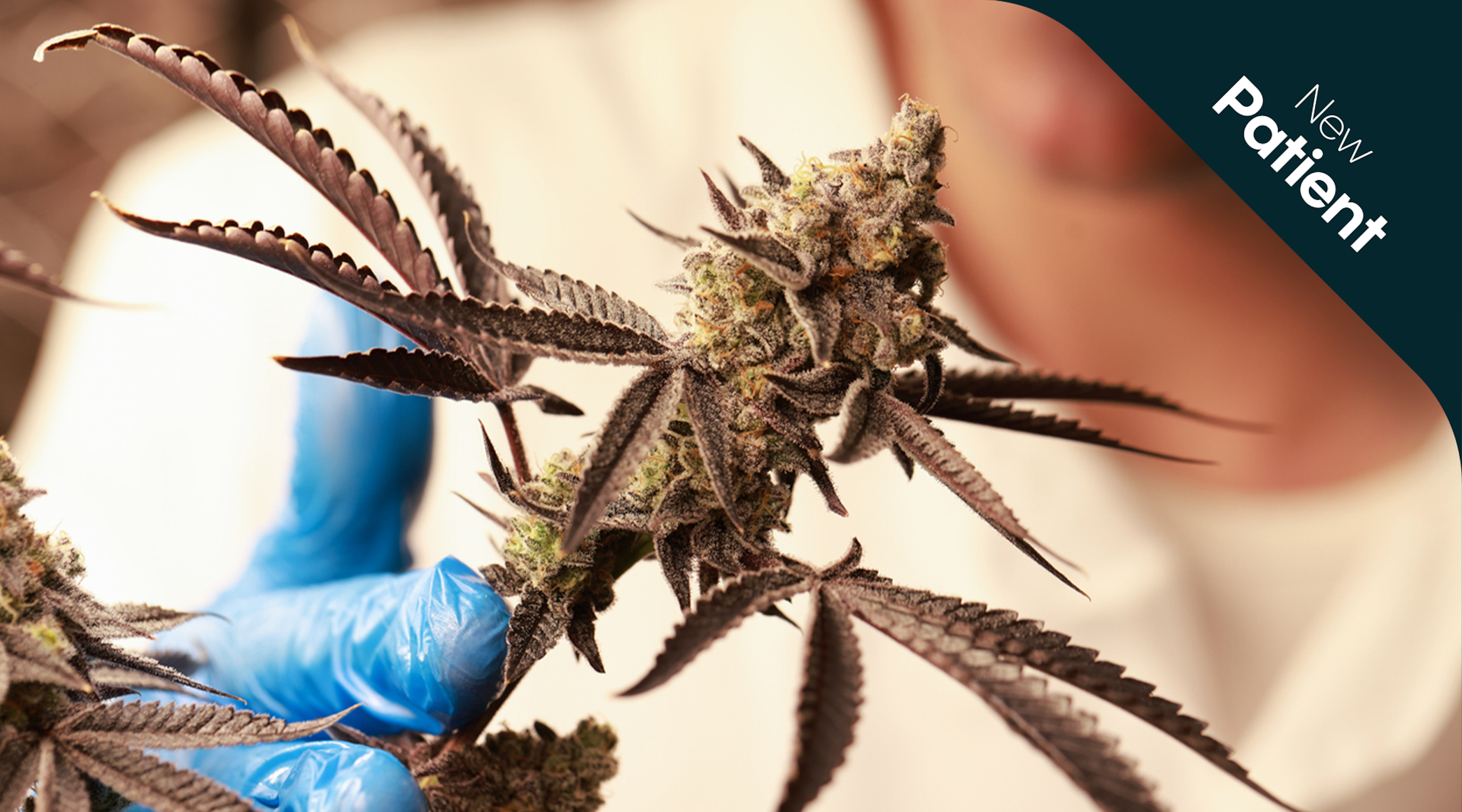 Is medical cannabis safe infographic discussing medical cannabis treatment benefits and safety concerns.