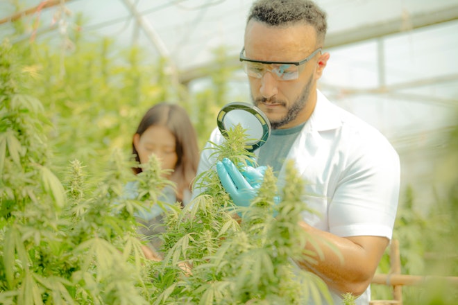 Key cannabis statistics in the UK revealed