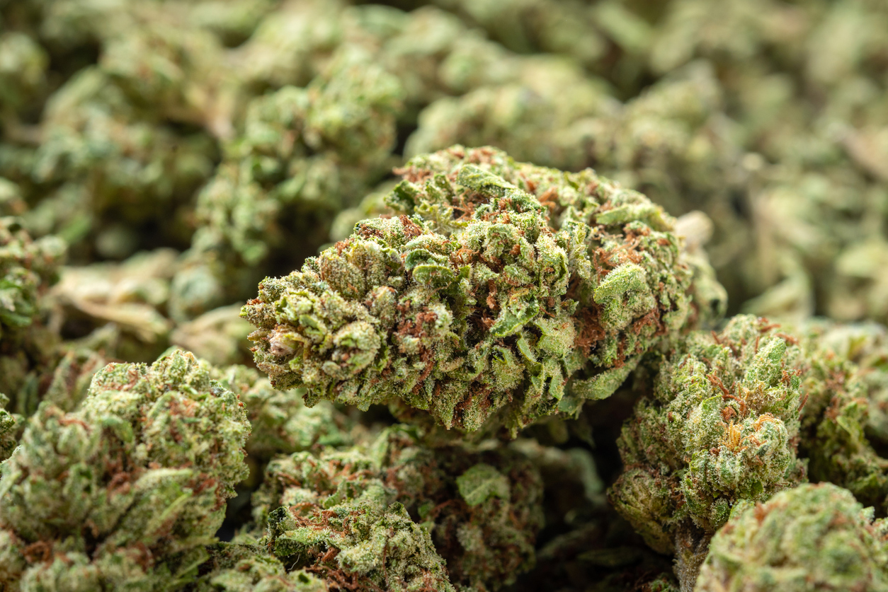 Medical applications of sativa