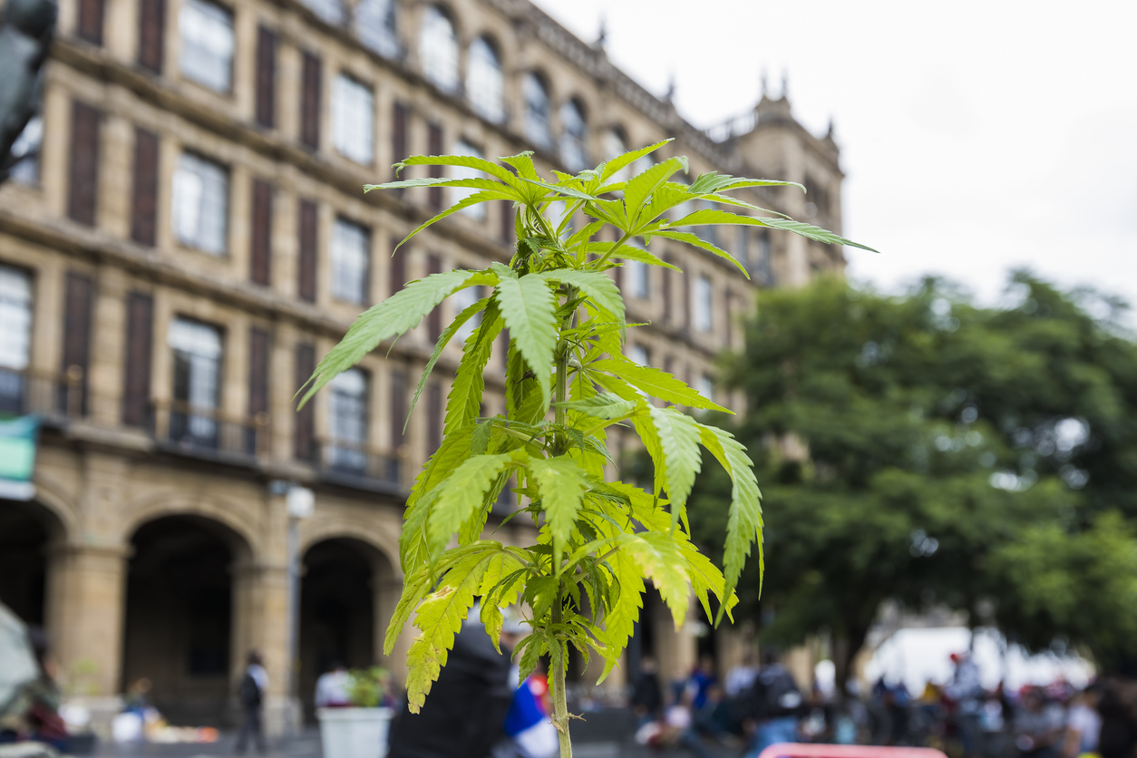 world history cannabis