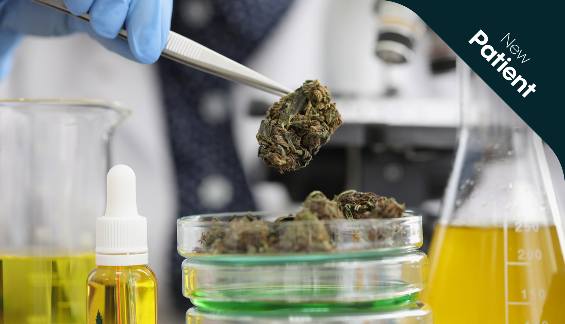 what is the endocannabinoid system